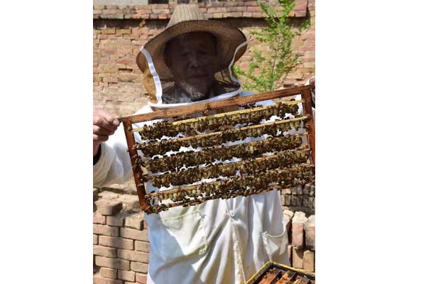 蜂场风采